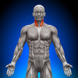 © decade3d - Neck - Anatomy Muscles