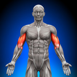 Biceps - Anatomy Muscles