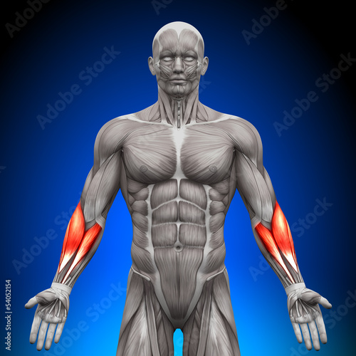 Naklejka - mata magnetyczna na lodówkę Forearms - Anatomy Muscles