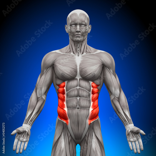 Naklejka - mata magnetyczna na lodówkę External Oblique - Anatomy Muscles