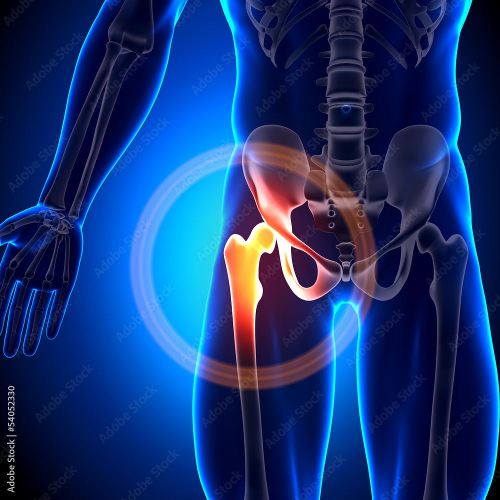 Hip Joint - Anatomy Bones - obrazy, fototapety, plakaty 