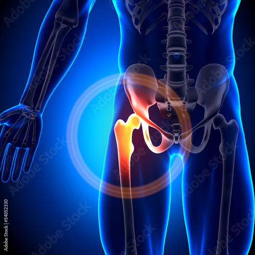 Nowoczesny obraz na płótnie Hip Joint - Anatomy Bones