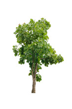 Dipterocarpus Tuberculatus Roxb