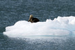 sea otter on ice berg