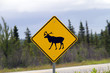 watch out for moose