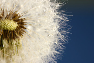  Beautiful dandelion with seeds on blue background