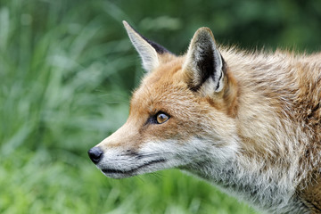 Sticker - Red fox, Vulpes vulpes