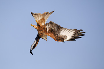 Canvas Print - Red kite, Milvus milvus