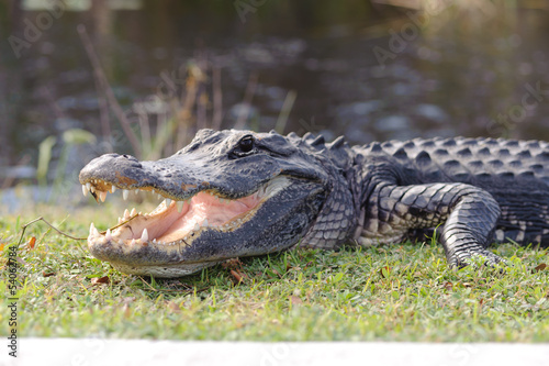 Plakat agresywny aligator