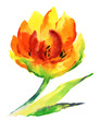 Watercolor Golden Tulip