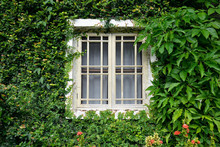 Window Covered With Green Ivy