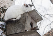 Cat Sleeping On The Top Of A Birdhouse
