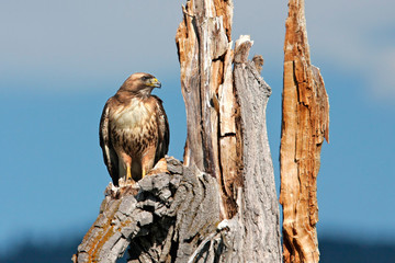 Wall Mural - Red Tail Hawk