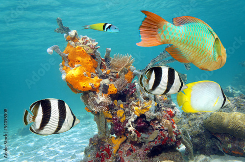 Naklejka na szybę Vibrant colors of marine life