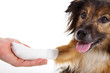 Hund mit Verletzung an Pfote beim Tierarzt und Hand Nahaufnahme