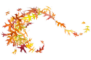 Wall Mural - autumn leaves swirl isolated on white