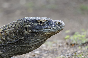 Naklejka na meble Komodo dragon, Varanus komodoensis