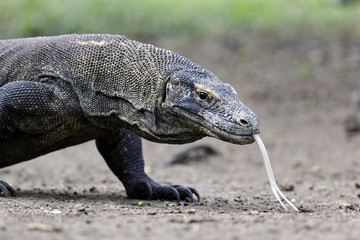 Poster - Komodo dragon, Varanus komodoensis