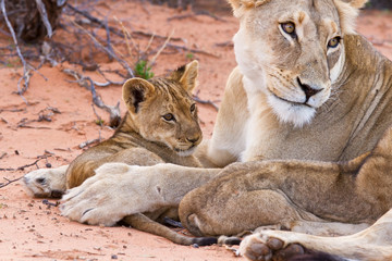Wall Mural - Lion cub play with mother on sand