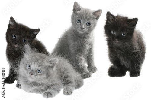 Fototapeta na wymiar Gray and black kittens sitting isolated