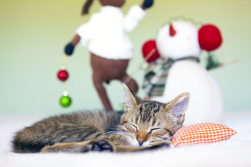 Wall Mural - Kitty Witch Christmas Background