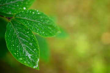 green leaves background