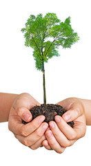 Wall Mural - tree in hands