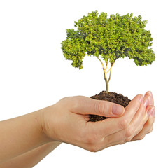 Wall Mural - tree in hands