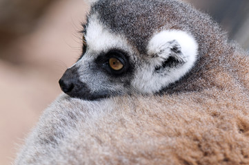 Wall Mural - Ring-tailed lemur (Lemur catta)