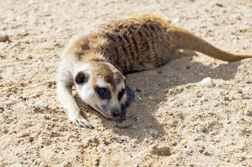 Wall Mural - Meerkat or suricate