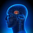 Brain Anatomy - Basal Ganglia