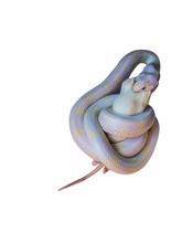 King Snake Eating Rat Clipping Path Included