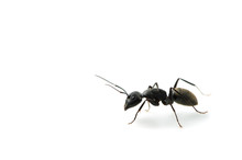 クロオオアリ-Camponotus Japonicus