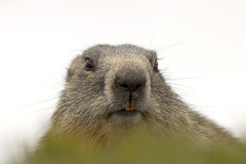 Wall Mural - Marmot portrait while looking at you