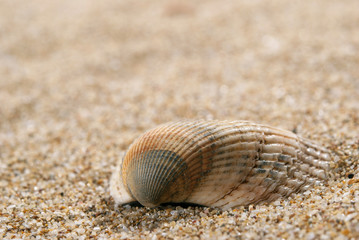 Shell and sand