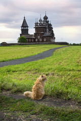 Wall Mural - Cat on the background of the wooden churches