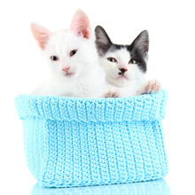 Two Small Kitten In Blue Knitting Basket Isolated On White