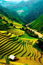 Rice Fields Of Terraced In Vietnam
