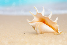 Seashell On Beach Sand