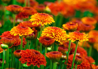 Colorful autumnal chrysanthemum