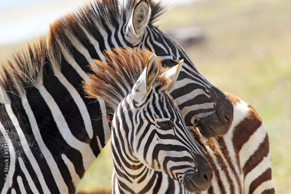 Baby zebra with mother - obrazy, fototapety, plakaty 
