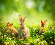 Rabbits. Art Design Of Cute Little Easter Bunnies In The Meadow