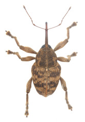 Wall Mural - Hazel nut weevil, Curculio nucum isolated on white background