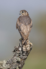 Wall Mural - Merlin, Falco columbarius