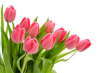 Fototapeta Tulipany - Rote Tulpen