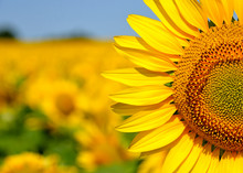 A Beautiful Sunflower Field