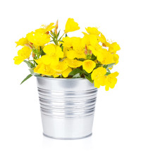 Yellow Flowers In Bucket