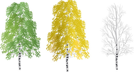Wall Mural - three birch trees isolated on white