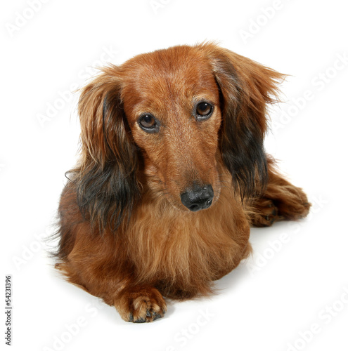 Dog Long Haired Dachshund Pet Buy This Stock Photo And Explore