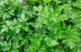 Fototapeta Kuchnia - parsley